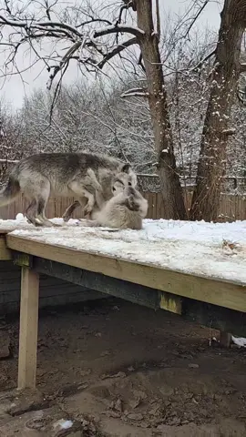 Wolf Parkour! #parkour #parkourlife #theoffice #theofficeparkour #wolf #wolves #funny #fyp #snowday #snow #tiktok #wolftok #wolvesoftiktok 