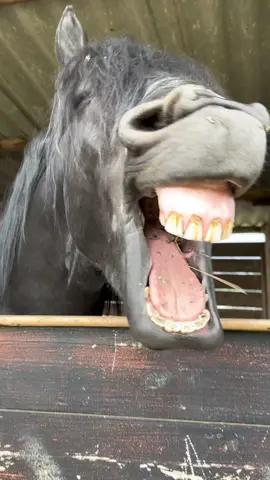 📍 Tisaleo Mushucruna Park  #humor #bizcochito #bizcochitorosalia #bizcochitochallenge #rosalia #horse #caballo #chistoso #videoschistosos #videoschistososdetiktok #dientes #risa #gracioso #mueca #caballos #funny #funnyvideos #funnyvideo #rosaliafans #caballito #mushucruna #mushucrunapark #animales #animalestiktok #animalesgraciosos #animaleschistosos #tiktok #tiktokecuador #ecuador #ambato #ambato_ecuador 