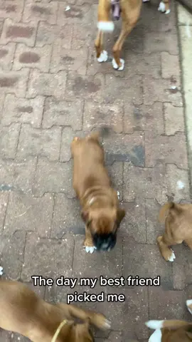 Been my best friend since #fyp #boxerpuppy #puppy #bestfriend 