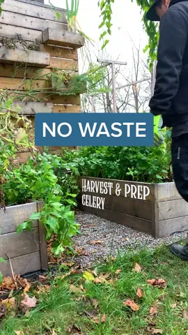 Celery is one vegetable that’s commonly used in the kitchen, it’s great to cook with or eat fresh.   We planted a lot of celeries this year and we have been harvesting stalks throughout summer. Now that winter is near, we’ve harvested what remains and processed it for long term use.   NO WASTE   Roots, will decomposed in the garden bed providing nutrient and help aerate the soil.   Bottom stalk can be regrown gain. Just placed it in a shallow bowl near a sunny window and watch it grow again.   Stalks can be used for many dishes. My son’s favorite is ants on a log which is a fresh celery stalk, with peanut butter and raisins on top. You can also make fresh juice, add them to your smoothie, it goes great with pasta sauce, soups or dehydrate and freeze for later use.   SOUP IN A JAR Mix and cut in small pieces.  Celery stalks, carrots, onions, green onion, sweet pepper and mushroom.  Dehydrate and store in an airtight jar. CELERY LEAVES They are edible and can be used as garnish, make celery salt or herbed pepper.   HERBED PEPPER Used as flavoring, mix dry herbs (Rosemary, Thyme, Marjoram) dry celery leaves, and black pepper. Grind into powder and store in a jar. . . . #asmrvideo #gardentok #gardenharvest #nowastefood #LearnOnTikTok #gardening #gardening101 #celery 