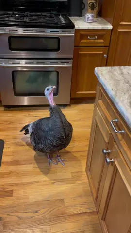 Flying to my favorite inside spot #inside #flying #coldoutside #rainyday #crazybird #PetsOfTikTok #birdsoftiktok #turkeysoftiktok 