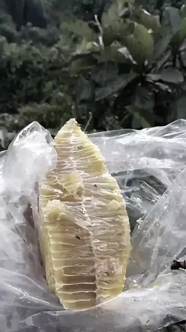 #pejuangmadumurni  begitu berat mendapatkan setetes madu 🍯🍯🍯