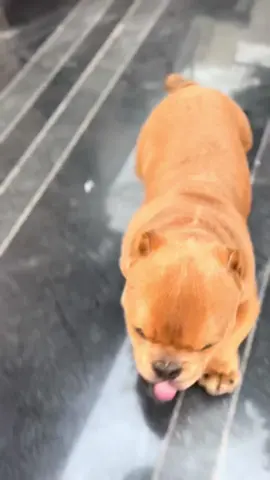 👻 Dm On Snapchat 👻 #punjab #punjabi #ambully #ambullyindia #ambullylife #doglover #dogloverindia #punjabisong #punjabicomedy #punjabitiktok #punjabimusic #punjabisongs #jatt #jattlife #sidhumoosewala #jattwaad #jattlifestyle #jatt_life #fyp