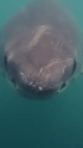 Great White Shark cruises up close #greatwhiteshark #shark #greatwhite #sharkweek #sharkfishing #savesharks 