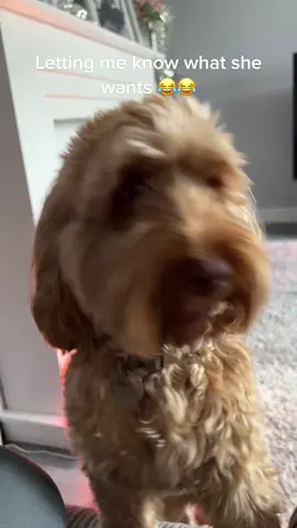 Dolly letting me know what she wants 🙈 such a little madam haha #fy #fyp #fypシ #viral #tiktok #dog #dogsoftiktok #cockapoosoftiktoks #cockapoolove #smartdog 