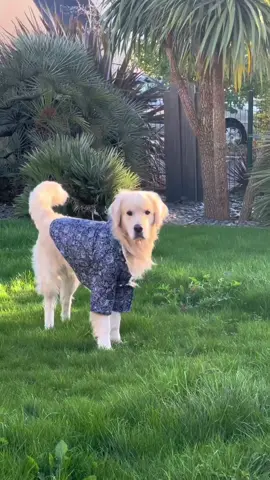 Vraiment le pire 😂😭 #goldenretriever #fyp #foryou #doglook #pourtoi 