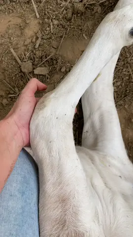 #pecuariabrasil🇧🇷🐂🐂🐂🐂 #meninadapecuaria #bruta #medicinaveterinaria #nelore #cowgirls #veterinaria #pecuaria 