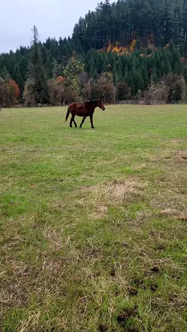 animal sanctuary vibes