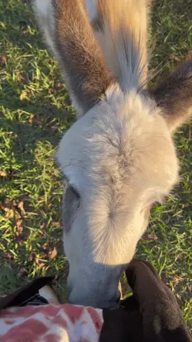 Lily is the sweetest donkey in the world. #donkey #donkeysoftiktok #babydonkey #babyanimal #animalvideo #babyanimalsoftiktok #hobbyfarm #hobbyfarmlife #homestead 