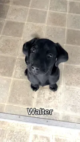Meet Walter  #blacklab #lab #labradorretriever #puppy #labpuppy #puppylove #puppiesoftiktok #labradorpuppy 