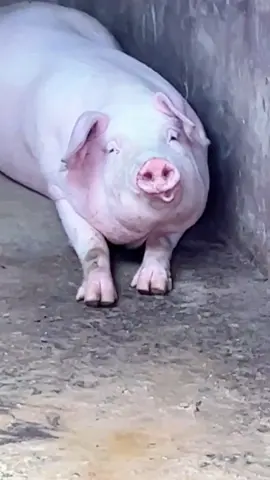 #fyp #foryou #pig #pigsoftiktok #funny