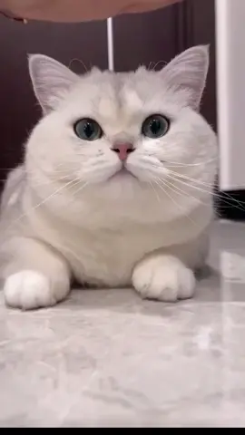 #cat second change airplane ear#pets 🥰🥰🥰