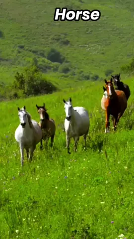 suara kuda #suarabinatang #kuda #horse 