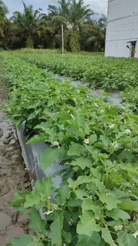 Tanaman yang cepat menghasilkan Cuan, Nantikan Video fullnya #JoydayBerlapisSerunya #NikmatiKenangannya #terong #petani #pertanian #petanimilenial #petanimuda #petanisukses #pertanianindonesia #petanimodern #fypシ #fouryou #budidayaterong 