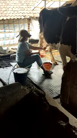 meressssaaaapiiiii.....Pi upiii,💪💪efek gopoh Selak keri,Santek Ra salin2 nan,,