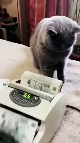 cat that counts money    #housepet #babyanimals #pet #Petfunny #babyanimals #cat