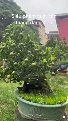 Quất em đi anh ơiiii