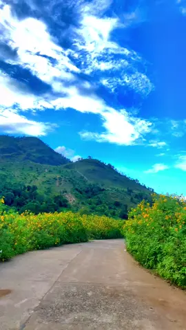 Mùa hoa dã quỳ Tây Nguyên #Gialai #jyp #travel 