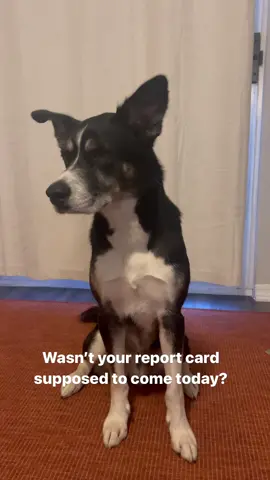 Ms. Parker sounds like a liar to me 👀 #DogTraining #dogtrickschallenge #tricktraining #dogsofttiktok 