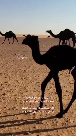 🐪❤️.