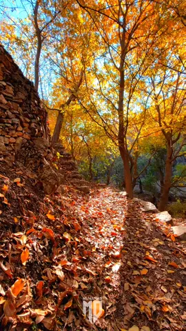 وەرزی ئاڵتونی/هەورامان/تەوێڵـــە🍂🍁#هەورامان #تەوێڵە #پایز 