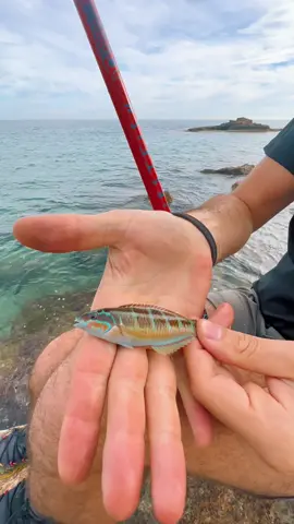 Je m’attendais pas à un poisson comme ça !! 🐠😳 #fish #fishing #peche #pecher #nature #poisson #mer #animals #sea 