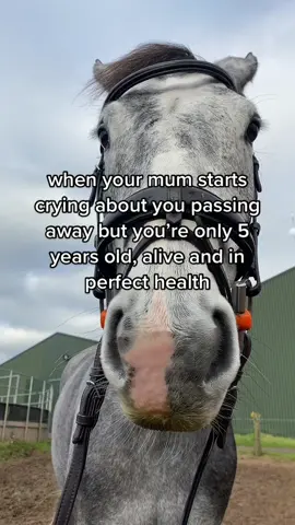 just me?😀 #horse #horsetok #horsesoftiktok #horsebackriding #equestrian #equestrianlife #equestriansoftiktok #equestrianstyle #equestrianvibes #horsegirl #horseriding #equine #eq #candycrush10 #horsesontiktok #fyp 