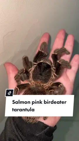 Shes bigger then my hand 😵‍💫  #tarantulas #tarantulasoftiktok #tarantulatok #salmonpinkbirdeater #arachnid #arachnophobia #arachnidsoftiktok 