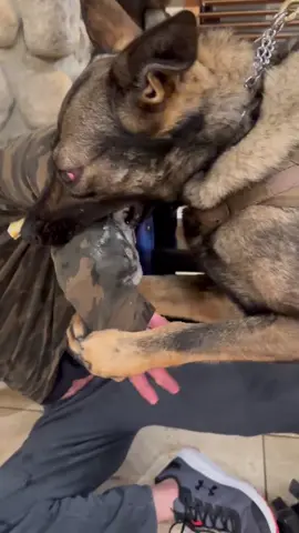 I love my little monster. 🐾  #kilok9 #k9 #k9training #DogTraining #obediencetraining #protectiondog #dogsoftiktok  #germansheparddog #decoytraining #decoy #flagstaffaz #arizo