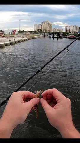 Fish frenzy #fishing #fishinglife #beast #chitshow #viral #trending 
