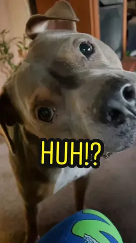 Sound that will drive your dog crazy! #dogsoftiktok #mrsk215 