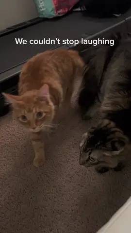 Dino is fine now , he forgave us 😂 he got lots of treats and kisses. #catmask #catprank #catsoftiktok #fyp @mexicanbatmannn 