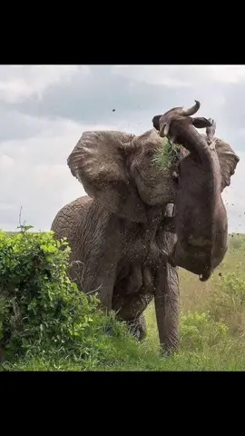 #spiceyelle #gamedrive #safari #wildlife #nature #animal 