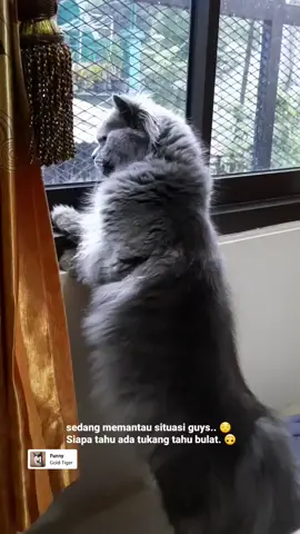 Biasanya sore - sore gini suka ada kang tahu bulat.. 😹  #persiamainecoon #persiamaincoon #catlonghair #kucingabuabu #kucingabu #kucinggemes #catlover #catlovers #catlife #catlifestyle #catphotography #persiancat #kucingpersia #maincooncat #kucingmainecoon #kucinglucu #catcute 