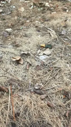 Every dog parent needs this Mini portable Pooper Scooper.#dog #tiktokmademebuyit #dogsoftiktok #dogvideos #usa #uk 