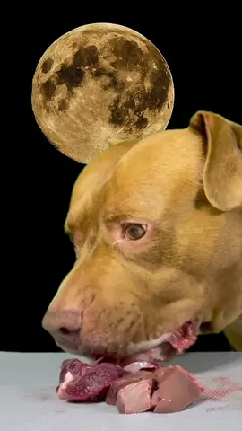 #ASMR #mukbang #rawfeddog 