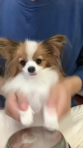 #パピヨン #いぬのいる暮らし #犬かわいい #いぬ #papillon #drums 