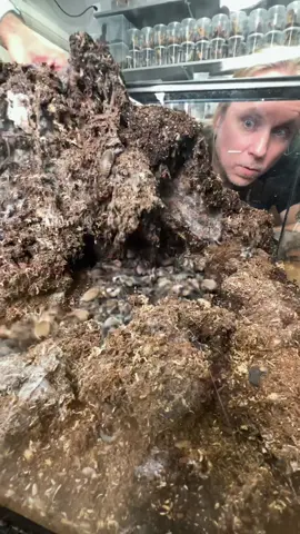 This is what dreams are made of 🕷 or maybe nightmares 😬 #tarantula #spider #creepy