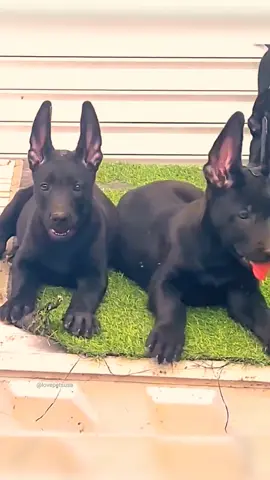 #puppy #dog #pet #superdog #fyp #foryou #trending #dogsofttiktok #fyp #doglover #foryoupage