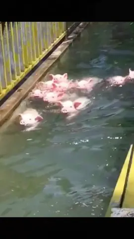 Swimming #fyp #foryou #pig #pigsoftiktok #funny