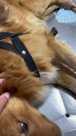 Vamos muuy bien! #preguntale 