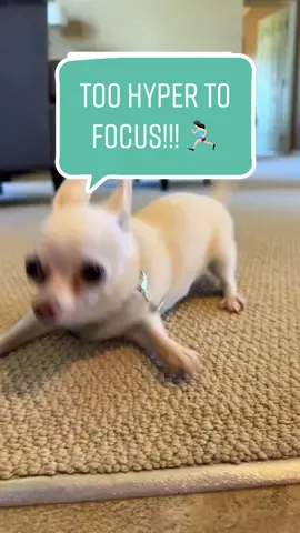 Girl was out of her mind this morning. Couldn’t focus for even one second. #DogGame #DogGames #Chihuahua #CuteDogs #HyperDog 