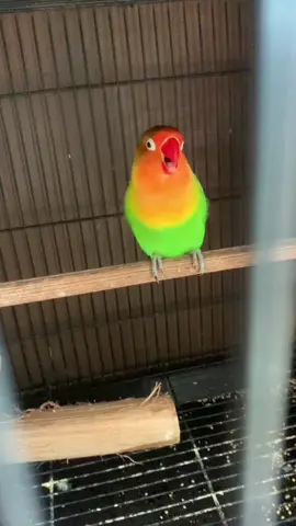 Jangan berhenti berharap sebelum proses yg akan dilalui menjadi sebuah proges yg indah 😇 #fypシ゚viral #DidYouYawn #SemuaPakeBRImo #JoydayBerlapisSerunya #lovebirdkonsletindonesia #lovebirdkonsletjawatengah #lovebirdmasihindah #lovebirdkonsletwonosobo #jokiburungkicau #kopdarkonsletnasional #kopdarkonsletbandung 