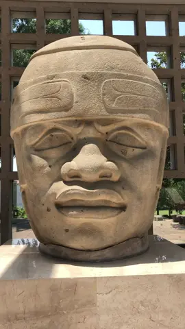 Cabeza colosal olmeca encontrada en San Lorenzo en 1970 por los arqueólogos Areti Herz y Juergen Brueggeman. Es considerada la cabeza en mejor estado de conservación. Actualmente se encuentra en el Museo de Antropología de Xalapa. Pesa alrededor de 40-50 toneladas. Video Enrique Ortiz Sígueme en twitter como Tlatoani Cuauhtemoc #olmecas #mayas #prehispanico #museums #museoscdmx #cdmxtiktok #cdmx_oficial #veracruzpuerto #History #tiktok #tiktokmexico #méxicochingón 