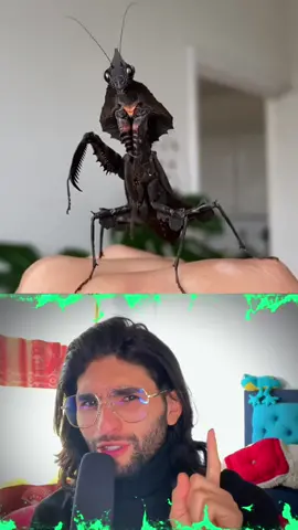 Mi animal favorito #mantisreligiosa #naturaleza #planeta #curiosidades #insectos 