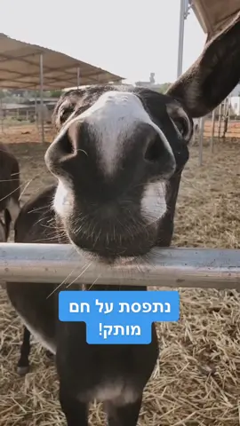 #חיות #חווה #חיותמצחיקות #ויגןפרנדלי #חמור#אוהביחיות #משטרה#גנב #foryouanimals #פוריו #donkey #סרטוניםמצחיקים 