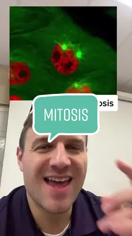 Mitosis animation #biology #mitosis #cell #apbiology #apbio 