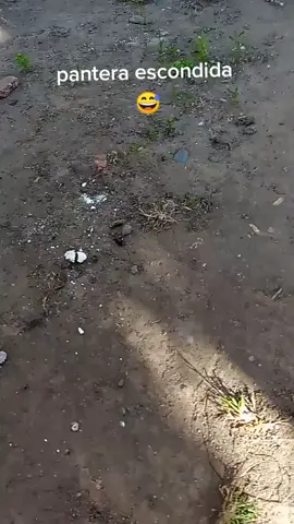 #foryou #fyp #parati #pantera 