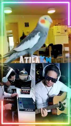 mais um PetRemix 😂😂. Dessa vez com @yumyumthetiel nos vocais 🦜♥️🎶.  #quartafeira #pet #petlover #engracados #calopsita #calopsitaslove #cockatiel #cute #babyface #enem2022 #efeitosdevoz #christmaslist #trendmomentos #atilakw