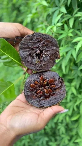 Black sapote aka Chocolate Pudding Fruit is back in season ! 🤯😁  Black sapote is actually a chocolate persimmon although being called sapote and has a pudding like texture that’s mildly sweet with hits of Carmel and even chocolate. 🤤  The trees on our farm are loaded! Head over to our website and order now! 😁✅  #blacksapote #tropicalfruit #exoticfruit #rarefruit #chocolatepuddingfruit #diospyrosnigra #iheartfruitbox #fruitlover #weirdfruit #chocolatefruit 